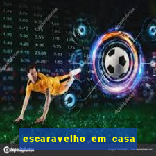 escaravelho em casa significado espiritual